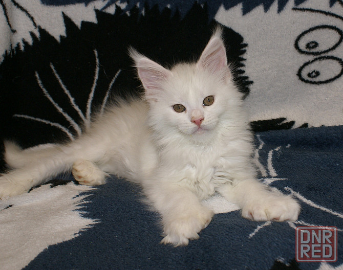 Котята мейн-кун Питомник Донецк - изображение 7