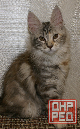 Котята мейн-кун Питомник Донецк - изображение 5