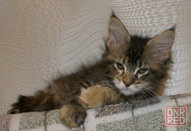 Котята мейн-кун Питомник Донецк - изображение 8