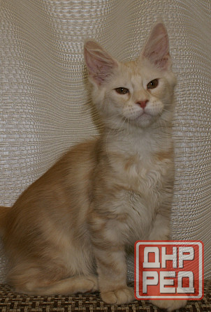 Котята мейн-кун Питомник Донецк - изображение 2