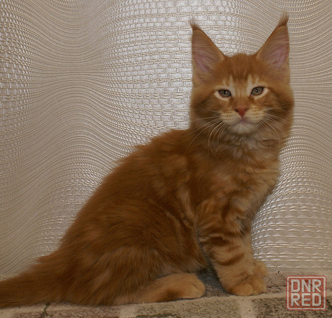 Котята мейн-кун Питомник Донецк - изображение 1