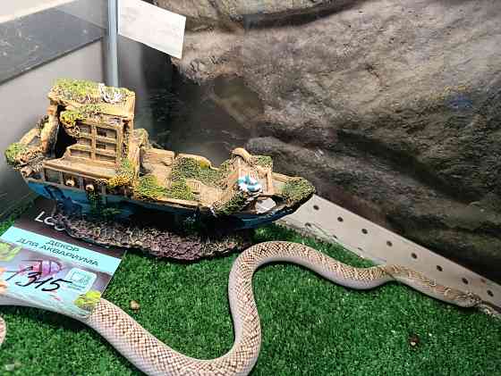 Змея Брукса Донецк