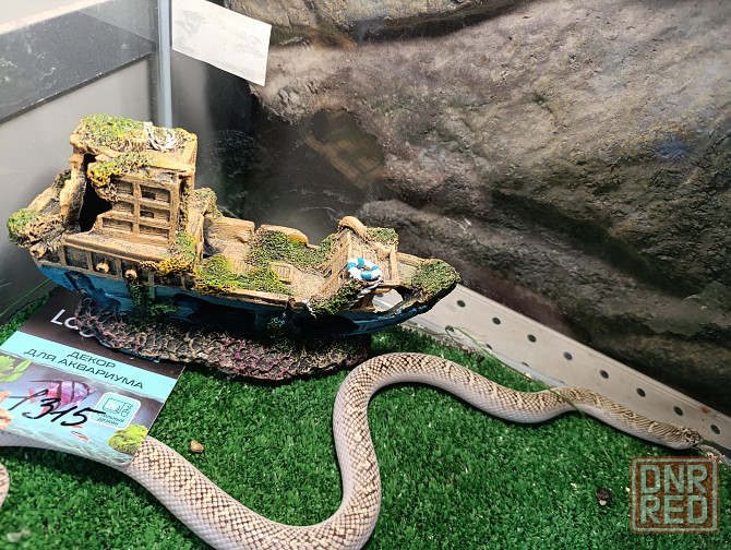Змея Брукса Донецк - изображение 1