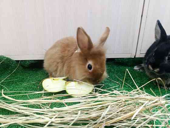 Кролик, ангора, вислоухие Донецк