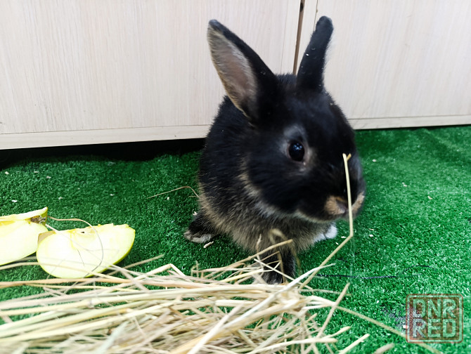 Кролик, ангора, вислоухие Донецк - изображение 1