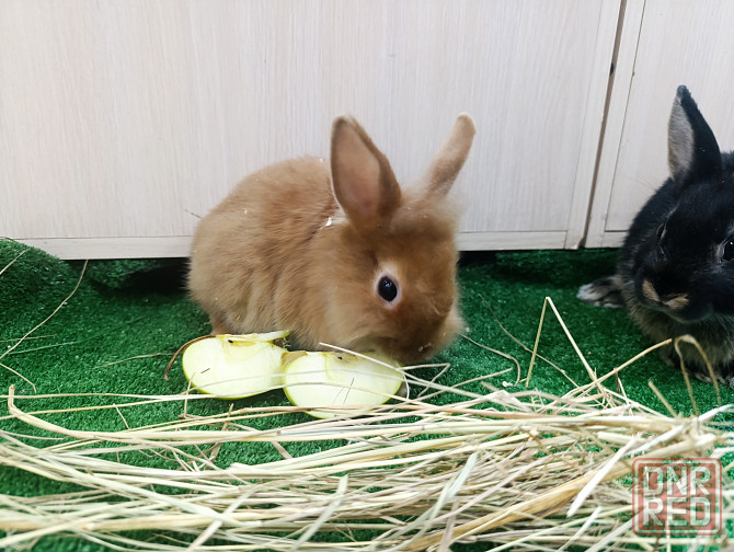 Кролик, ангора, вислоухие Донецк - изображение 3