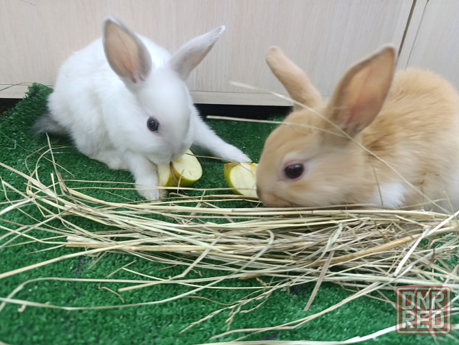 Кролик, ангора, вислоухие Донецк - изображение 2