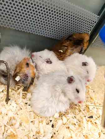 Сирийские хомяки, джунгарики Донецк