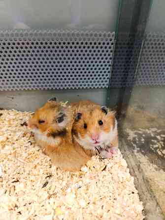Сирийские хомяки, джунгарики Донецк