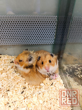 Сирийские хомяки, джунгарики Донецк - изображение 1