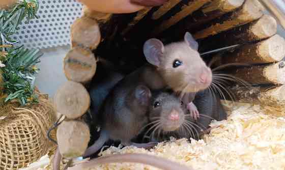 Крыса, крысята Донецк