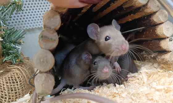 Крыса, крысята Донецк