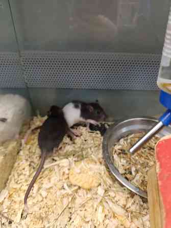 Крыса, крысята Донецк