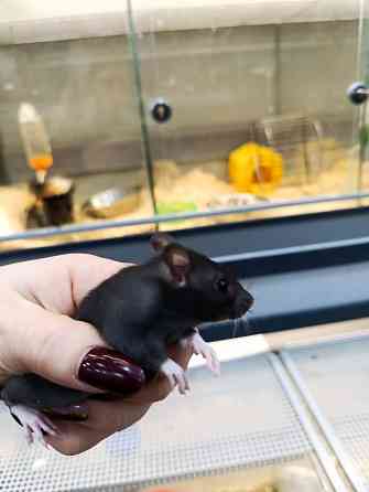 Крыса, крысята Донецк