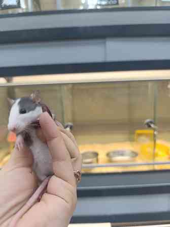 Крыса, крысята Донецк