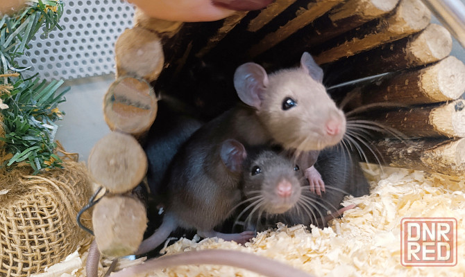 Крыса, крысята Донецк - изображение 5