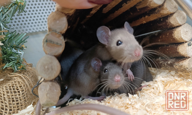 Крыса, крысята Донецк - изображение 6