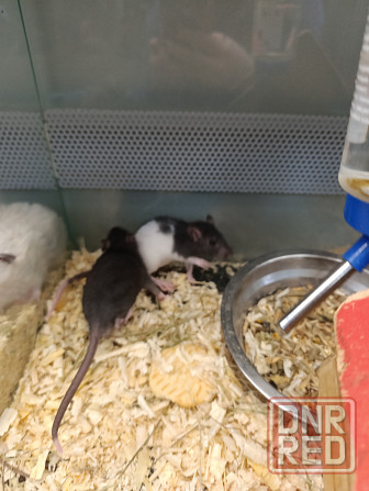 Крыса, крысята Донецк - изображение 1