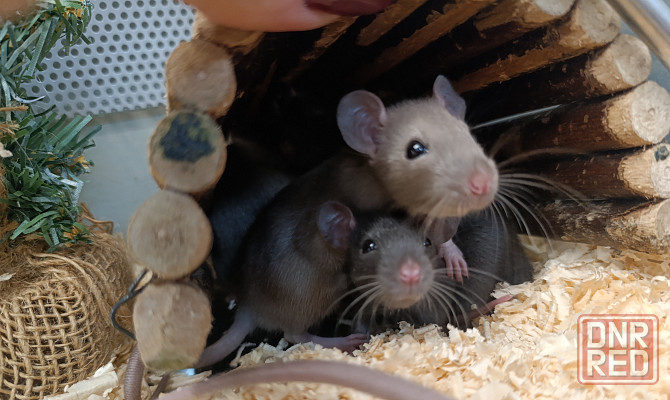 Крыса, крысята Донецк - изображение 7