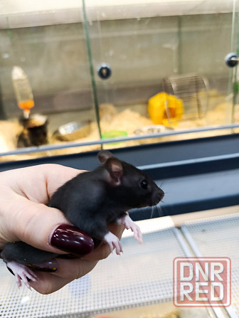 Крыса, крысята Донецк - изображение 2