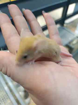 Мышь, грызуны Донецк