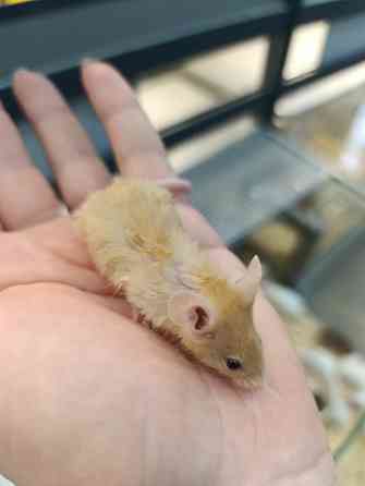 Мышь, грызуны Донецк