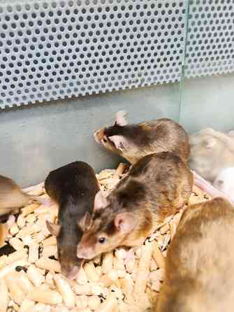 Мышь, грызуны Донецк