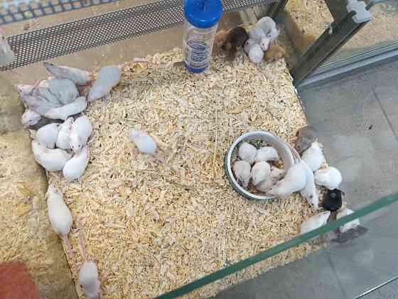 Мышь, грызуны Донецк