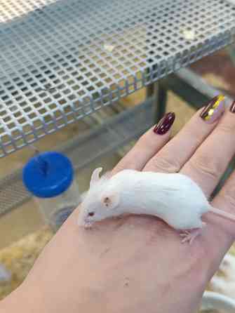 Мышь, грызуны Донецк