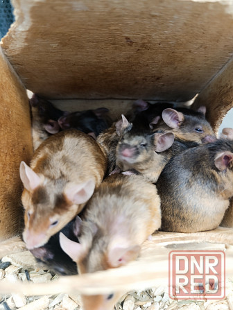 Мышь, грызуны Донецк - изображение 7