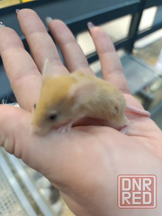 Мышь, грызуны Донецк - изображение 5