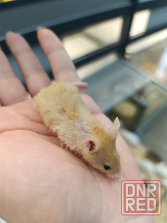 Мышь, грызуны Донецк - изображение 3