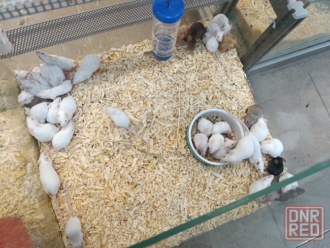 Мышь, грызуны Донецк - изображение 1