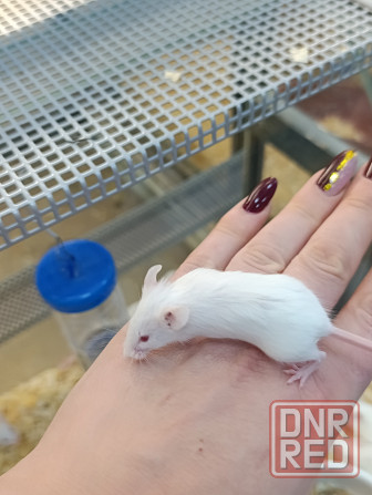 Мышь, грызуны Донецк - изображение 2