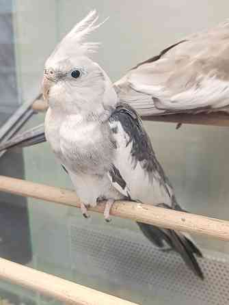 Кореллы, корелла Донецк