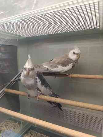 Кореллы, корелла Донецк