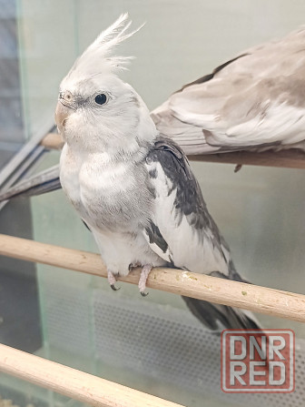 Кореллы, корелла Донецк - изображение 1