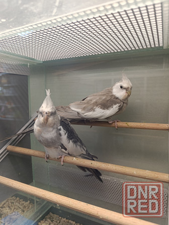 Кореллы, корелла Донецк - изображение 2