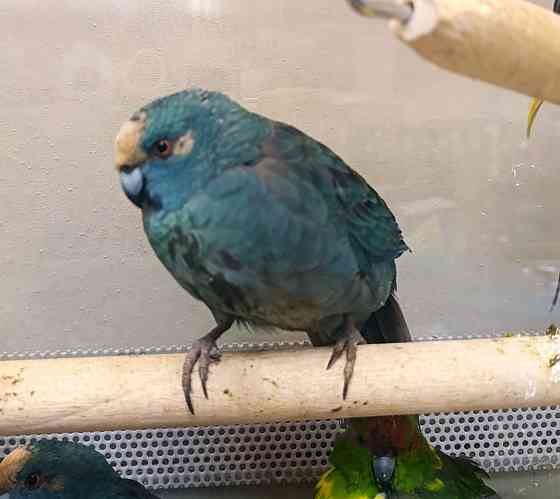 Какарик Донецк