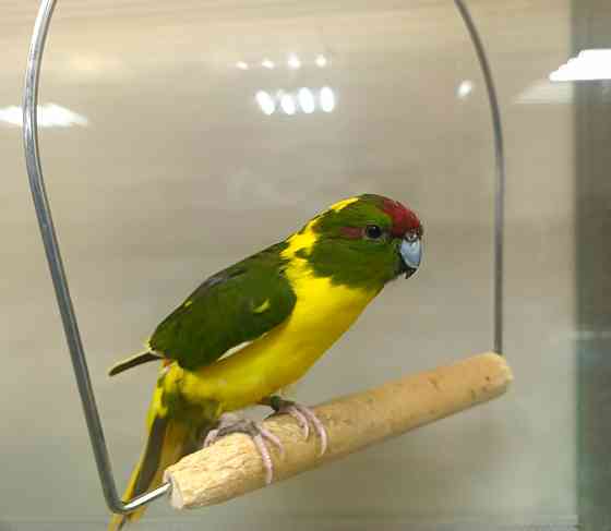 Какарик Донецк