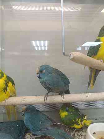 Какарик Донецк