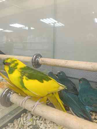 Какарик Донецк