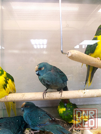 Какарик Донецк - изображение 3