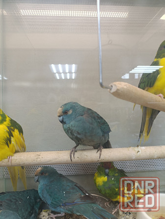 Какарик Донецк - изображение 4