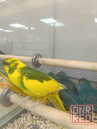 Какарик Донецк - изображение 1