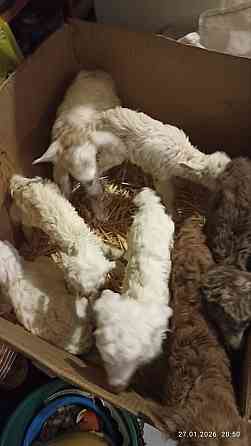 Козлята бесплатно Донецк