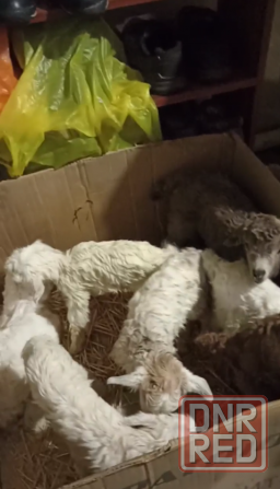 Козлята бесплатно Донецк - изображение 2