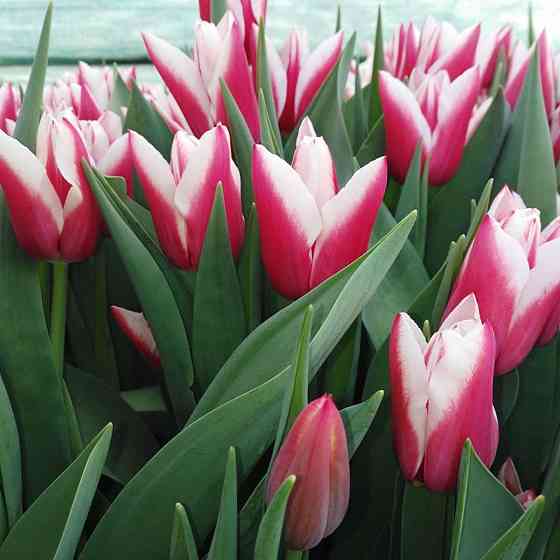 Тюльпаны к 8 марта Донецк