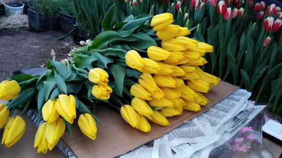 Тюльпаны к 8 марта Донецк