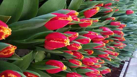 Тюльпаны к 8 марта Донецк